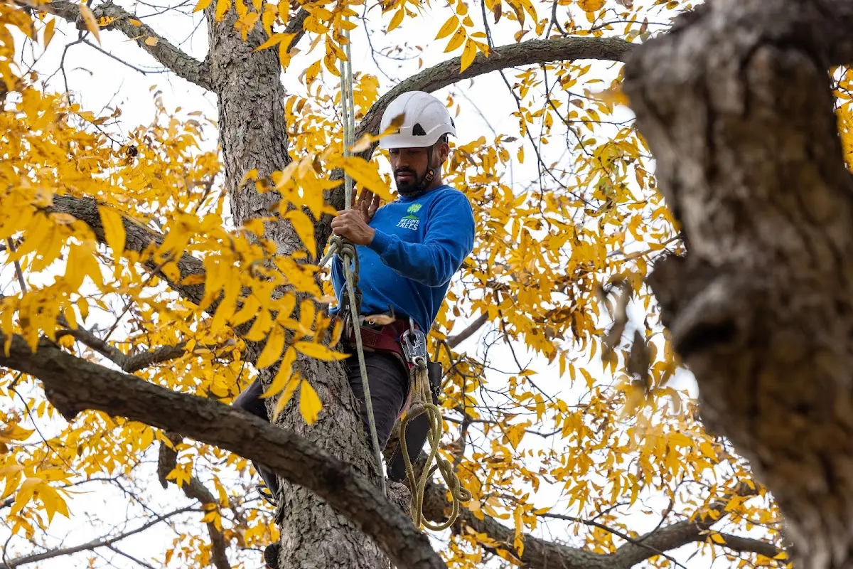 Skilled Tree Pruning crew working in Otter Lake