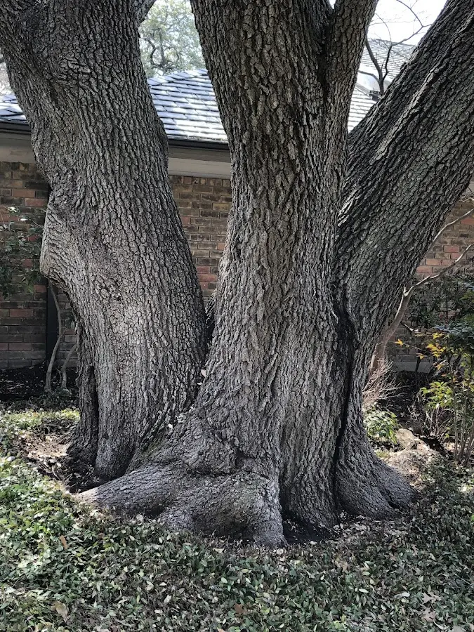 Mature heritage tree close to a Otter Lake property cared for by certified arborists